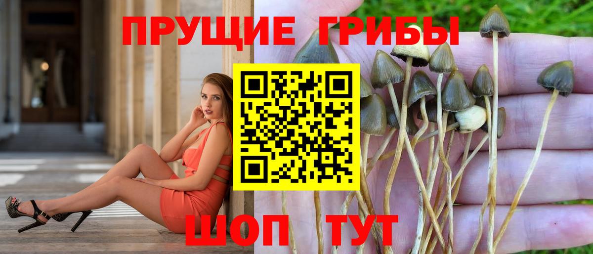 Псилоцибиновые грибы Psilocybine cubensis Коркино